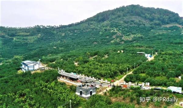 湖北种柚子吗_湖北柚子产地在哪里_湖北种植柚子致富