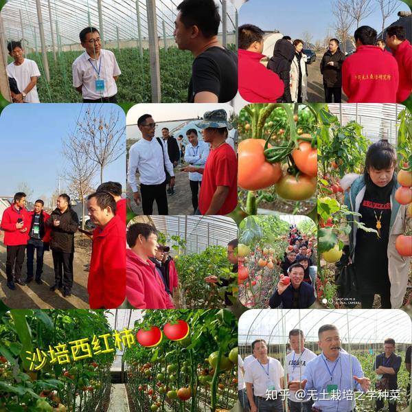 羊种植品种技术要求_羊种介绍_羊的品种种植技术