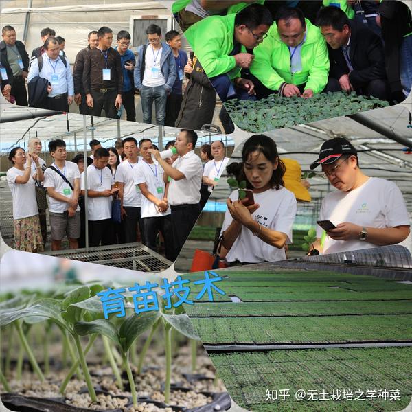 羊种介绍_羊的品种种植技术_羊种植品种技术要求