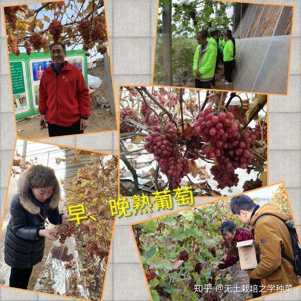 羊的品种种植技术_羊种介绍_羊种植品种技术要求