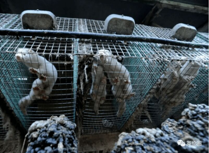 视频致富养殖水貂骗局_水貂养殖视频致富经_视频致富养殖水貂是真的吗