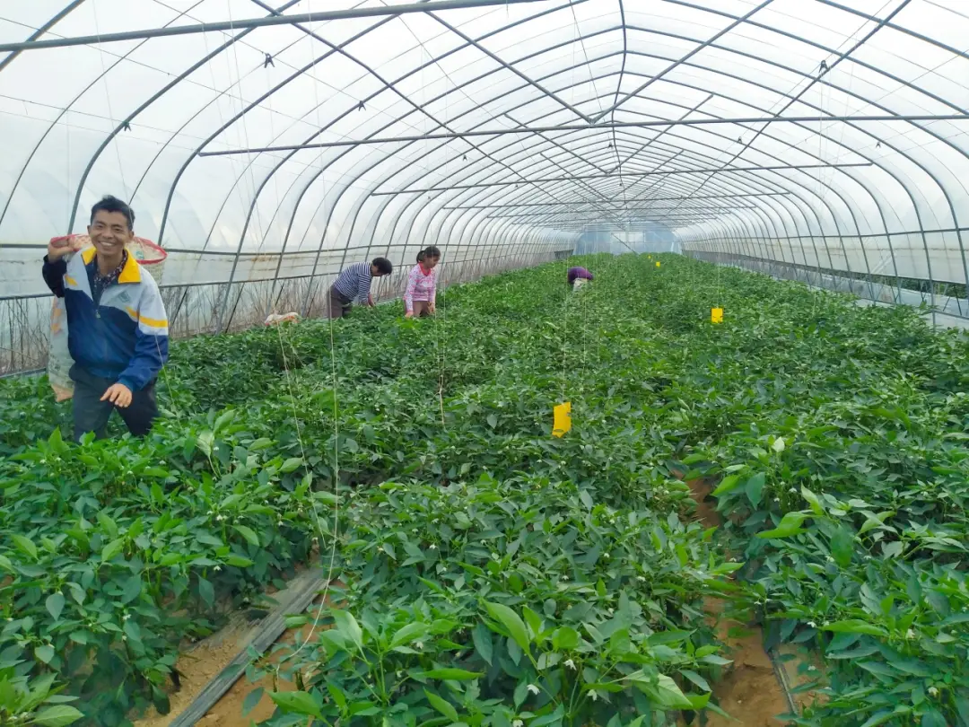致富辣椒大棚种植视频_大棚辣椒种植视频_大棚辣椒种植致富