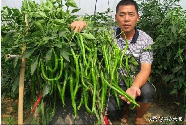 文章图片8
