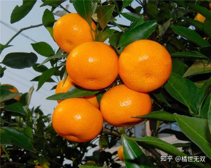 湖北种什么柚子好吃_湖北种柚子吗_湖北种植柚子致富