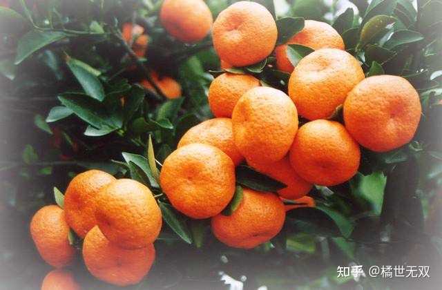 湖北种柚子吗_湖北种什么柚子好吃_湖北种植柚子致富