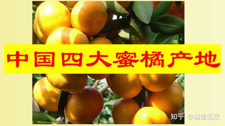 湖北种什么柚子好吃_湖北种柚子吗_湖北种植柚子致富