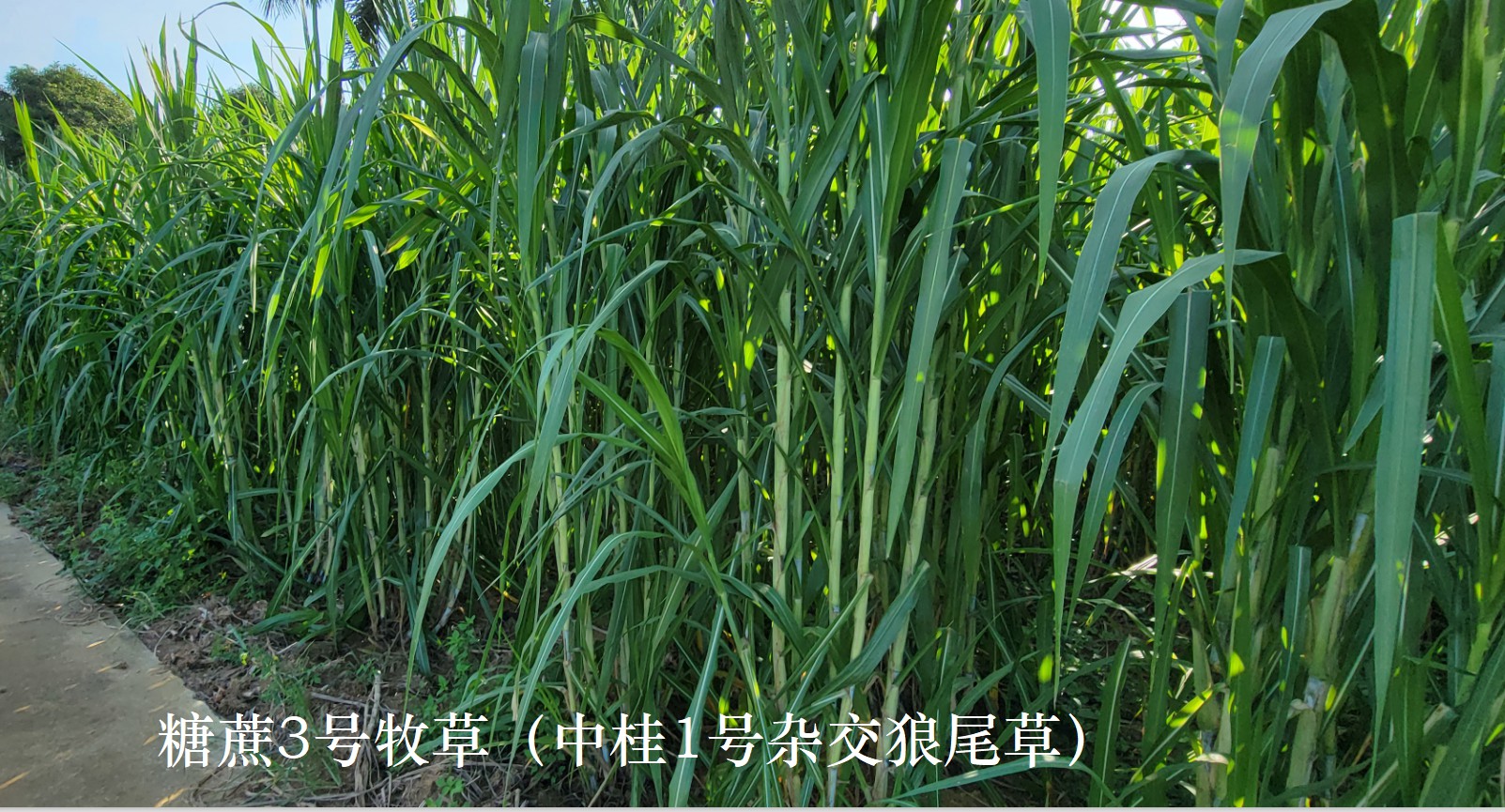 皇竹草、甜象草、糖蔗3号牧草亩产可超30吨，种植一次可以连续收割多年