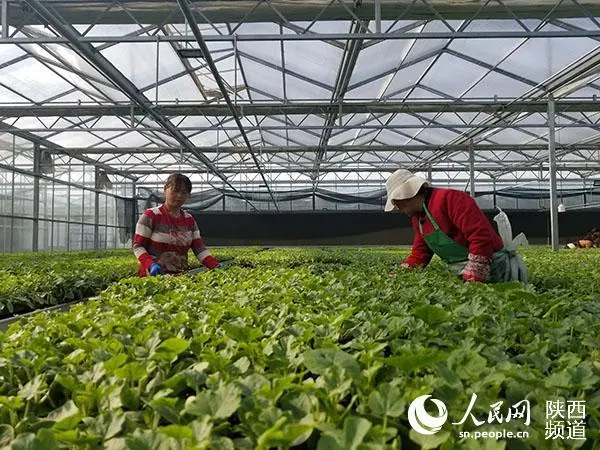 陕西西红柿种子_大荔西红柿种植致富_西红柿种植效益
