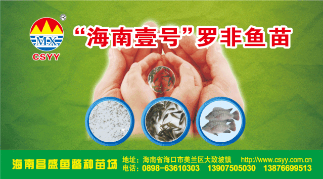鳜鱼水花养殖新技术_鳜花鱼成品养殖技术视频_鳜鱼水花培育