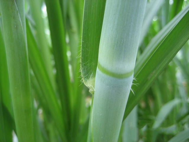 养牛好饲料，一次种植可连续收割15年的皇竹草，种植技术介绍