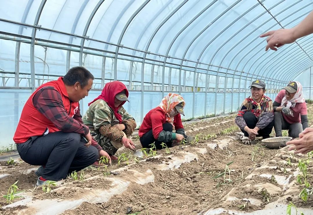 农村致富新项目种植业_农村致富种植项目_种植基地致富增收