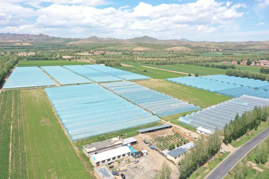 农村致富新项目种植业_农村致富种植项目_种植基地致富增收
