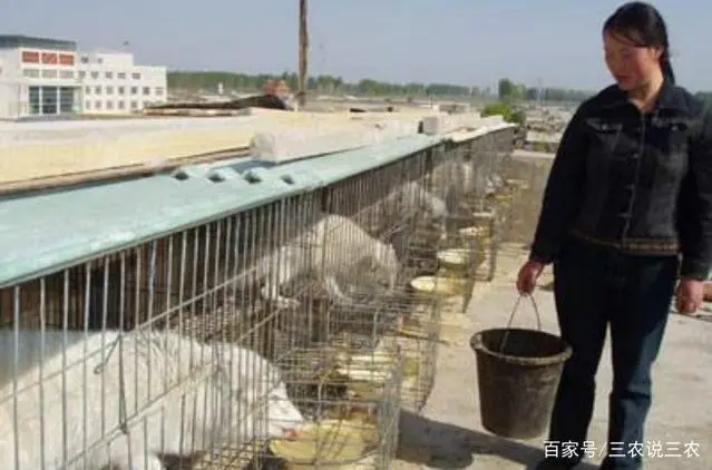 貉子妊娠期的饲养方法_貉子怀孕期间怕什么_貉子孕期养殖技术