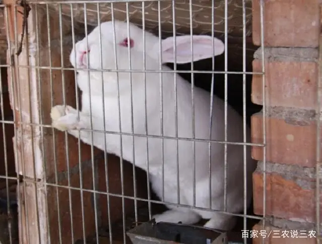 貉子妊娠期的饲养方法_貉子怀孕期间怕什么_貉子孕期养殖技术