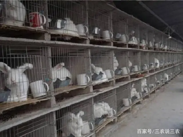 貉子妊娠期的饲养方法_貉子孕期养殖技术_貉子怀孕期间怕什么