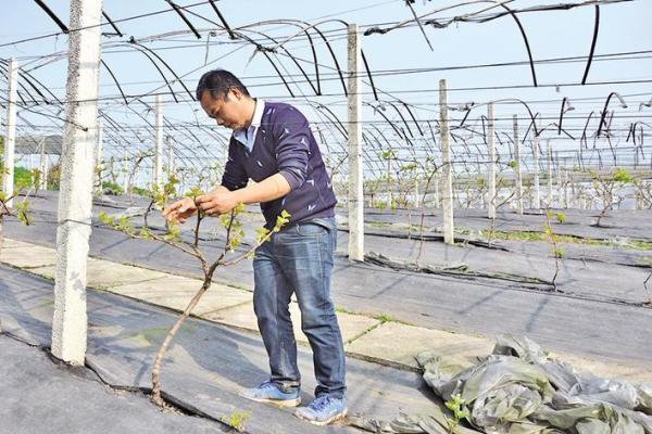 大学生返乡种果木年入10余万  立志要带领乡亲走上致富路