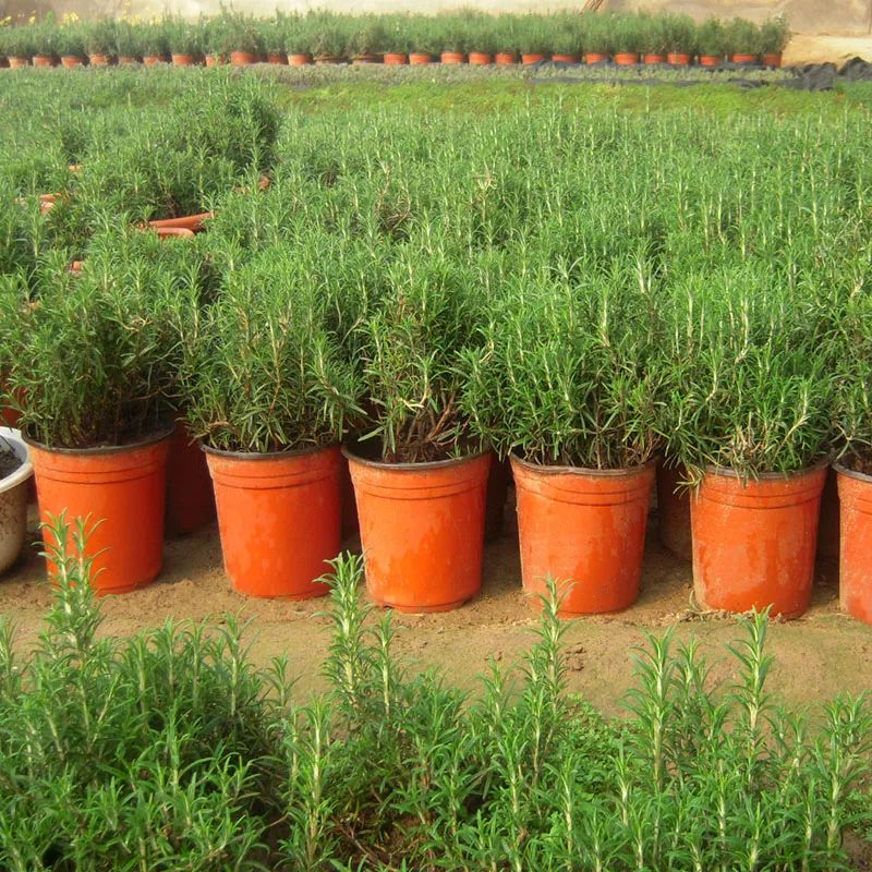 致富紫檀种植方法_紫檀苗木种植_紫檀种植致富