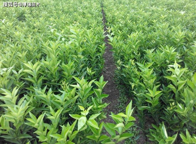 荔枝果种植技术_荔枝果怎么种_种植果荔枝技术视频