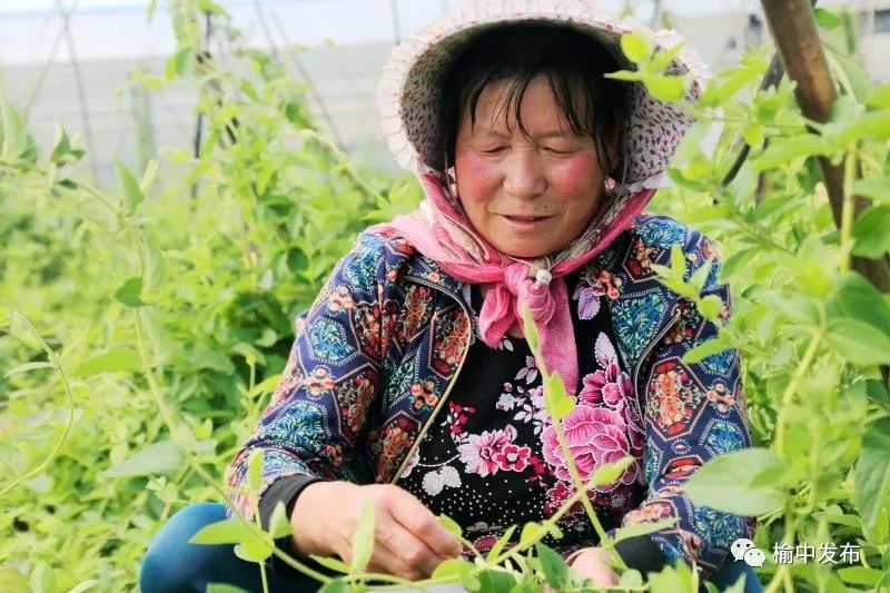 种植金银花致富_致富种植金银花怎么样_致富种植金银花视频