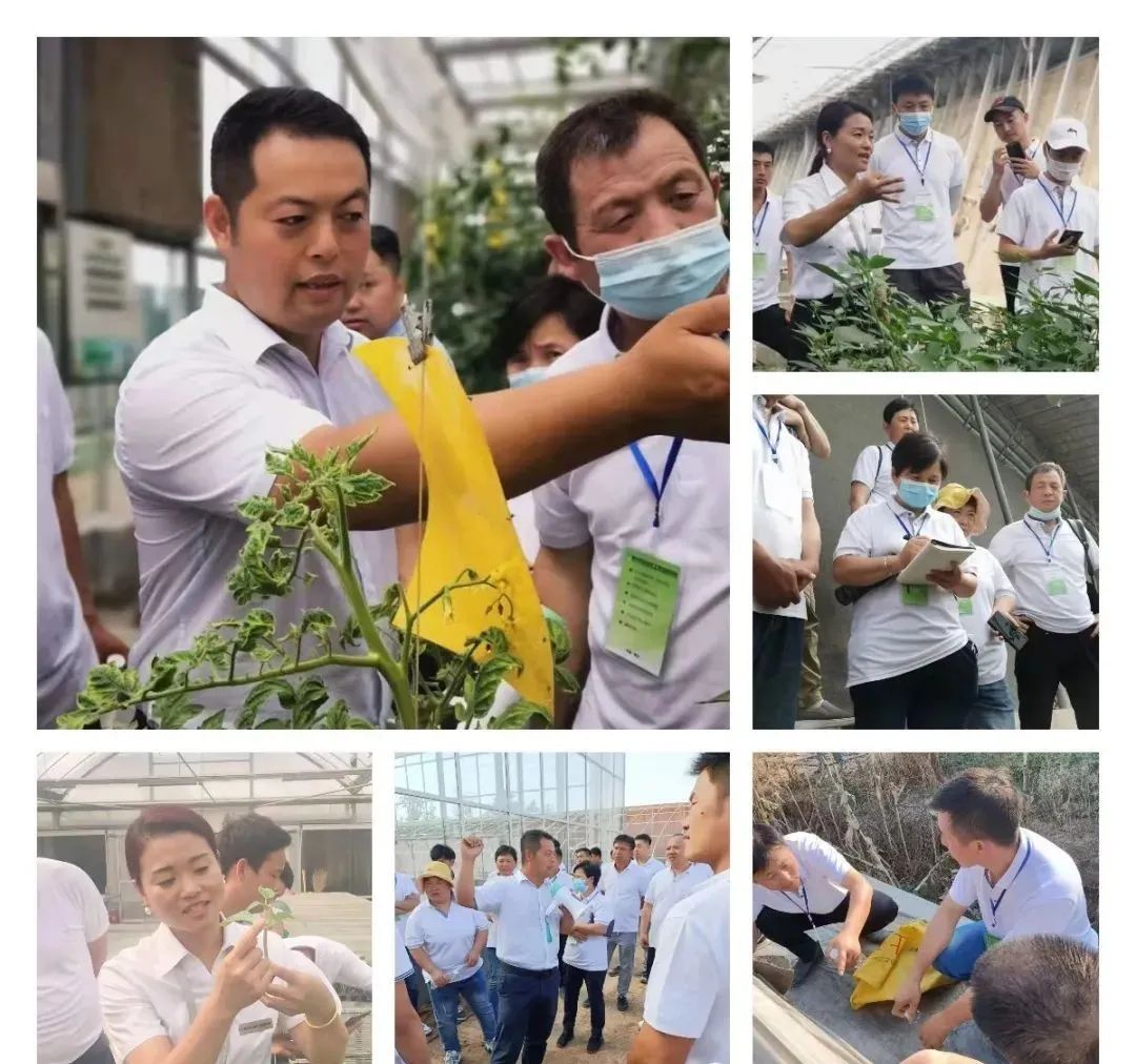 种植山野菜前景怎么样视频_山野菜种植项目哪个好_荒山野菜种植致富经验