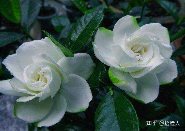 虫子的养殖_虫子的养殖技术_虫子养殖技术培训