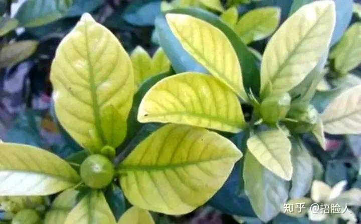 虫子的养殖技术_虫子的养殖_虫子养殖技术培训