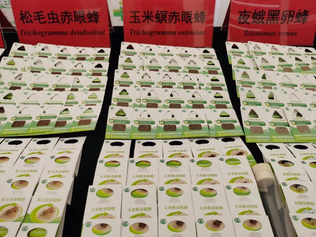 虫子养殖技术培训_虫子的养殖技术_虫子养殖技术视频