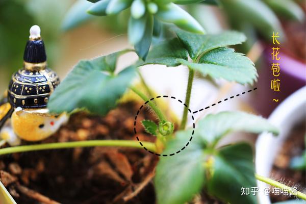 野生草莓种植技术_野草莓种植技术_野草莓的种植