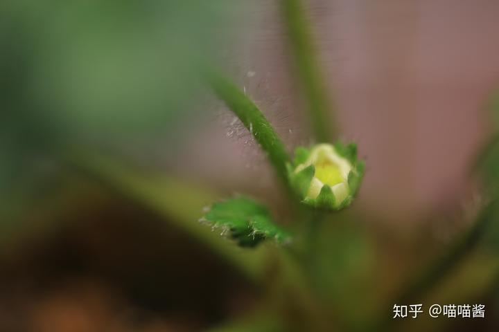 野生草莓种植技术_野草莓种植技术_野草莓的种植