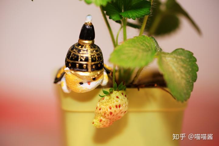 野生草莓种植技术_野草莓种植技术_野草莓的种植