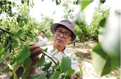 梨树怎么种植视频_梨树种植技术视频完整_最新梨树种植技术视频