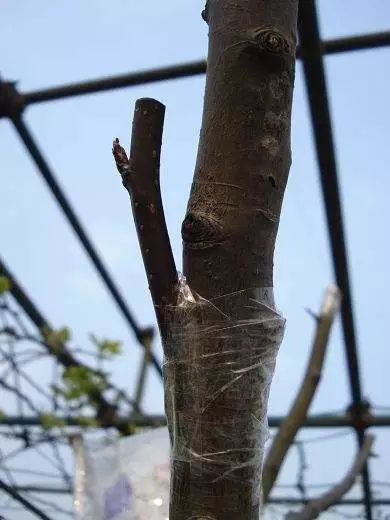 梨树种植技术视频完整_最新梨树种植技术视频_梨树怎么种植视频