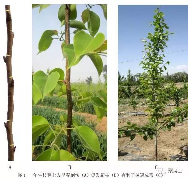 最新梨树种植技术视频_梨树怎么种植视频_梨树种植技术视频完整