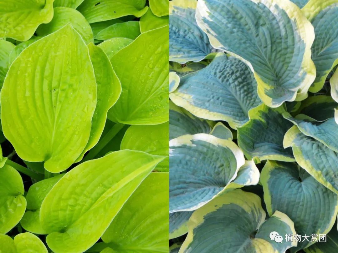 图解种植玉簪技术要求_玉簪种植技术图解_玉簪种植