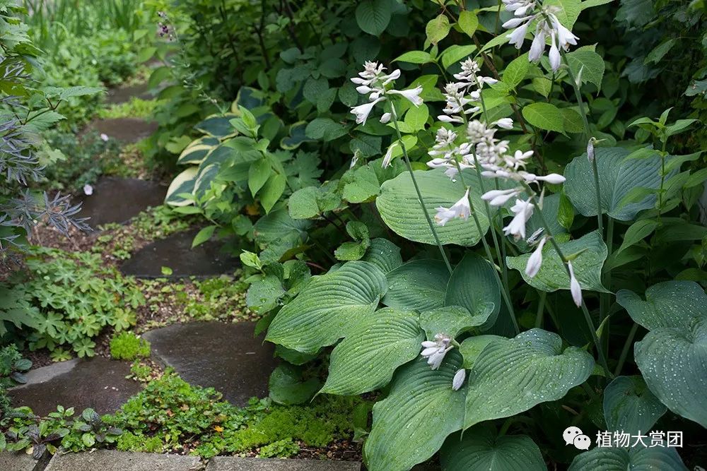 玉簪种植_图解种植玉簪技术要求_玉簪种植技术图解