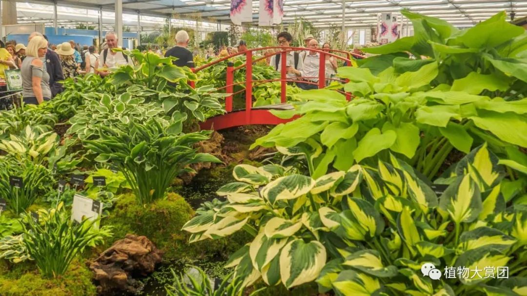 玉簪种植_图解种植玉簪技术要求_玉簪种植技术图解