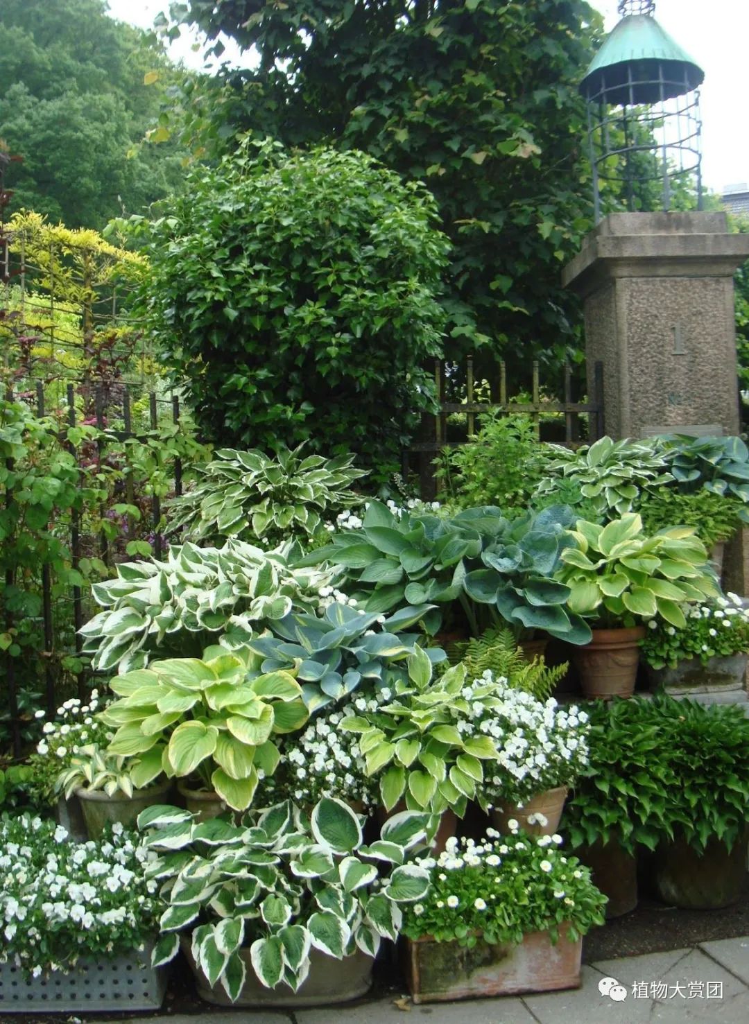 图解种植玉簪技术要求_玉簪种植_玉簪种植技术图解