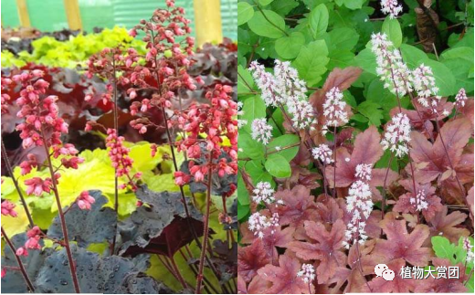 玉簪种植技术图解_玉簪种植_图解种植玉簪技术要求