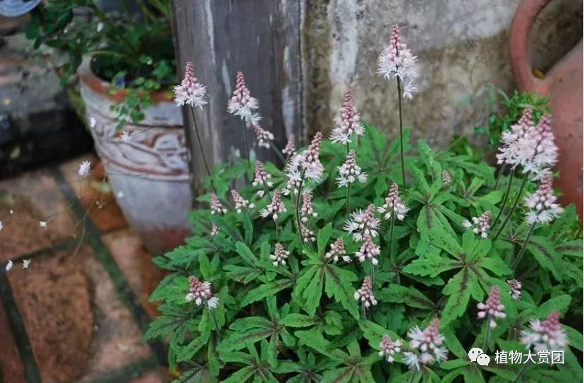 图解种植玉簪技术要求_玉簪种植技术图解_玉簪种植