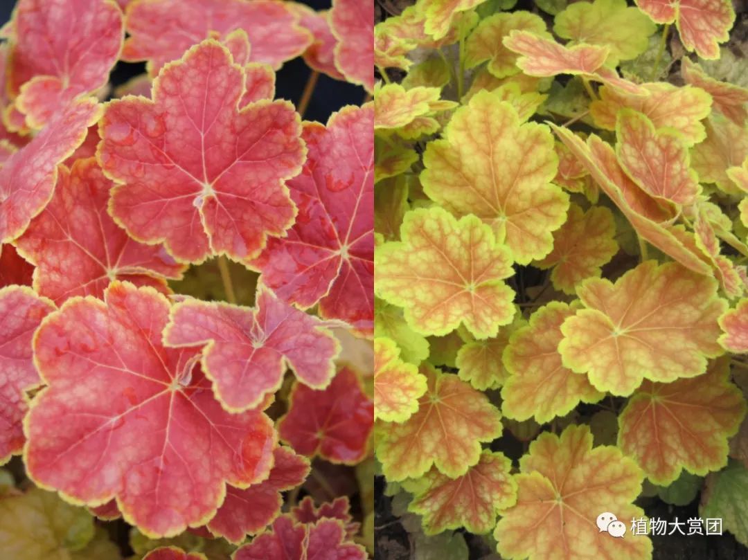 玉簪种植_玉簪种植技术图解_图解种植玉簪技术要求