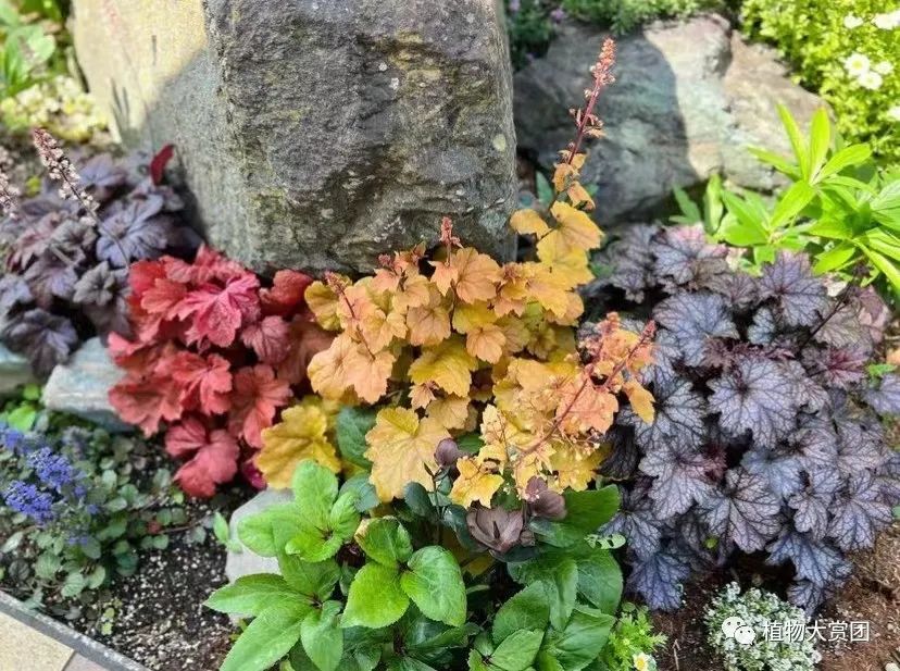 玉簪种植技术图解_玉簪种植_图解种植玉簪技术要求