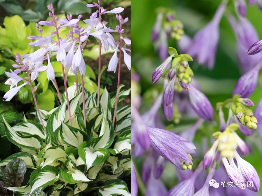 图解种植玉簪技术要求_玉簪种植_玉簪种植技术图解