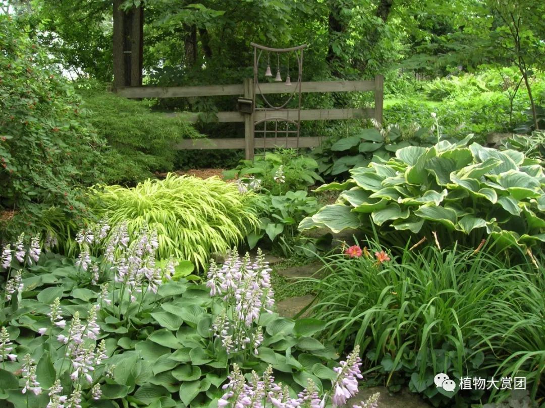 玉簪种植_玉簪种植技术图解_图解种植玉簪技术要求