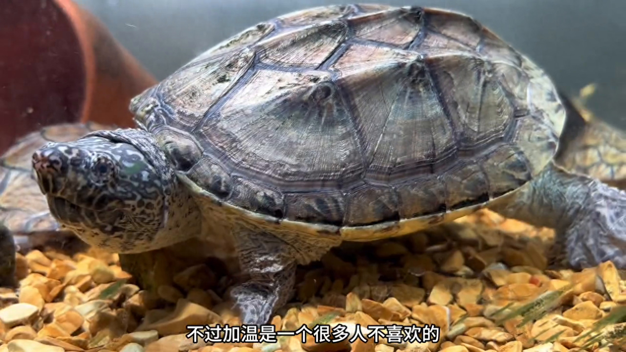 龟养殖户_龟养殖技术视频_黑龟怎么养殖技术