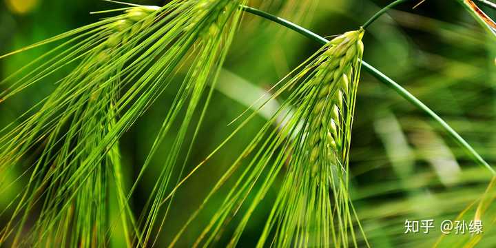 种野草莓能挣钱吗_野草莓种植技术_草莓野外种植