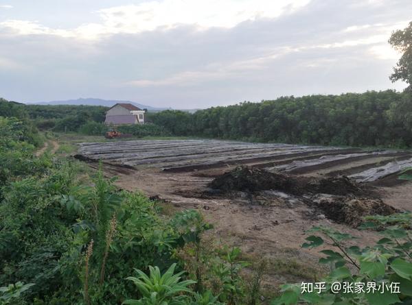 蚯蚓喂养鸡降低成本_蚯蚓养鸡技术_致富经养殖蚯蚓喂鸡视频