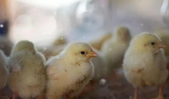 养殖土鸡的技术_养殖土鸡阶段技术要点_土鸡养殖阶段技术