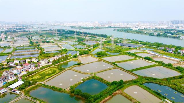 生态鱼塘养殖技术_养殖鱼塘生态技术规程_鱼塘生态养殖方案