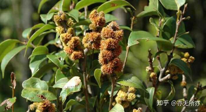 野草莓的种植_野草莓种子怎么种_野草莓种植技术