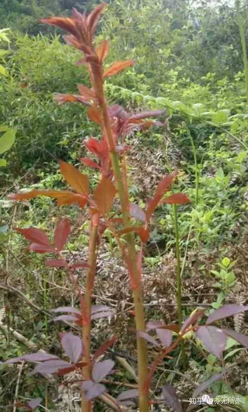 野草莓的种植_野草莓种子怎么种_野草莓种植技术